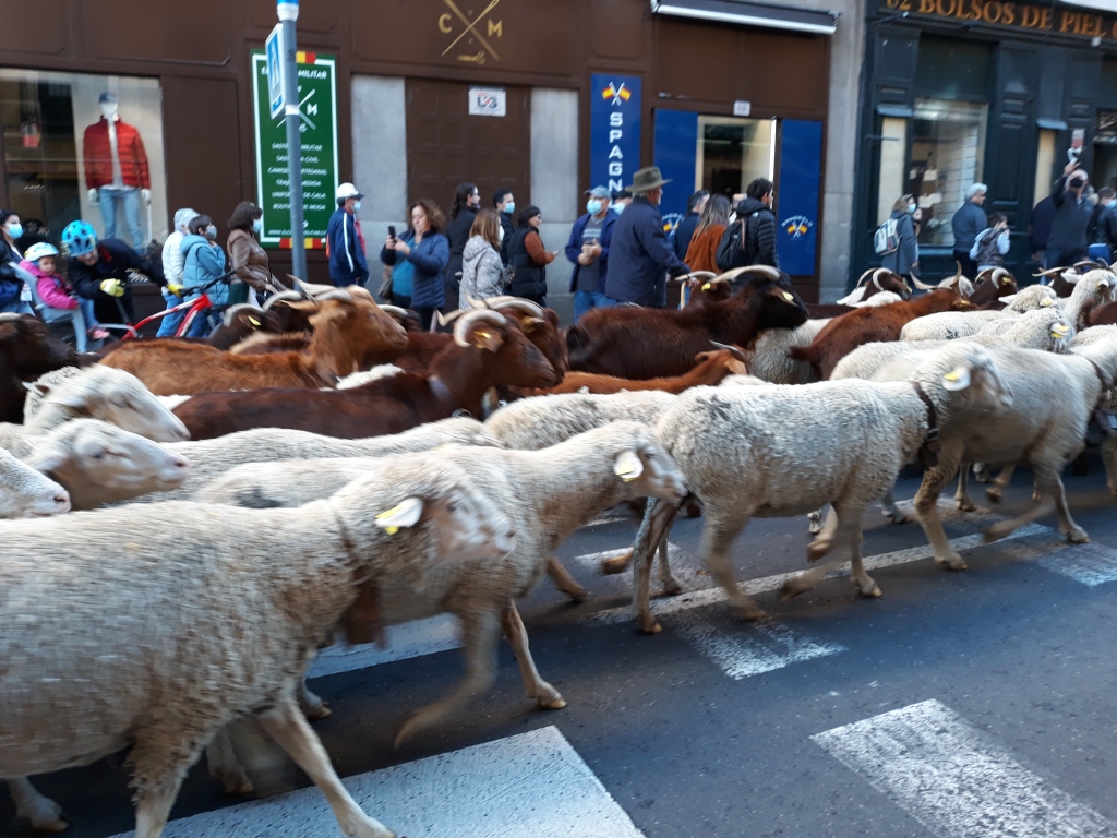 A flock of sheep and goats passing though a central street in Madrid.